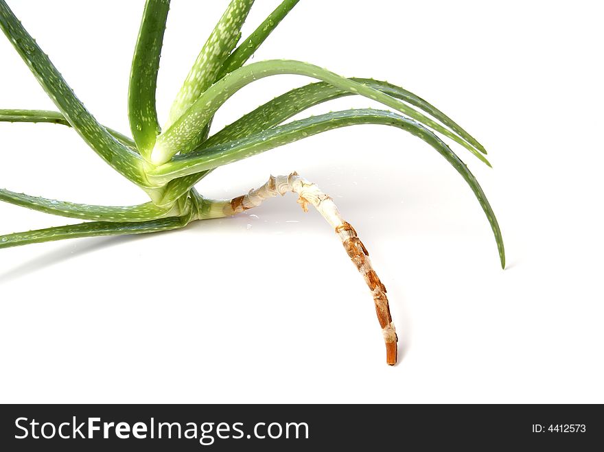 Aloe Vera plant with shallow root over white