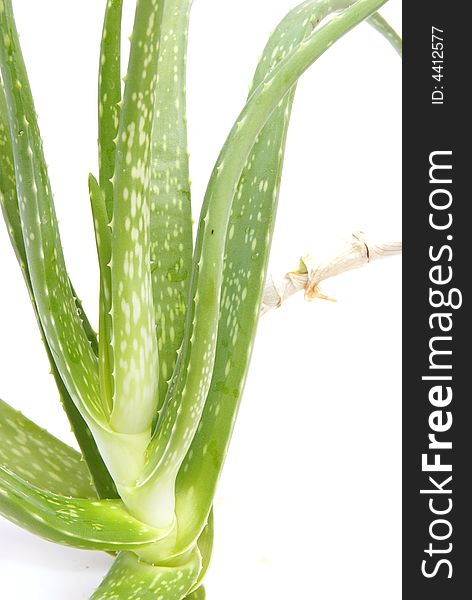 Aloe Vera plant leaves over white