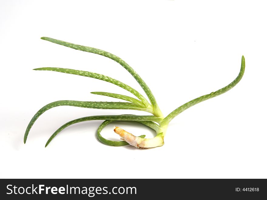 Small baby aloe vera plant with curled root over white