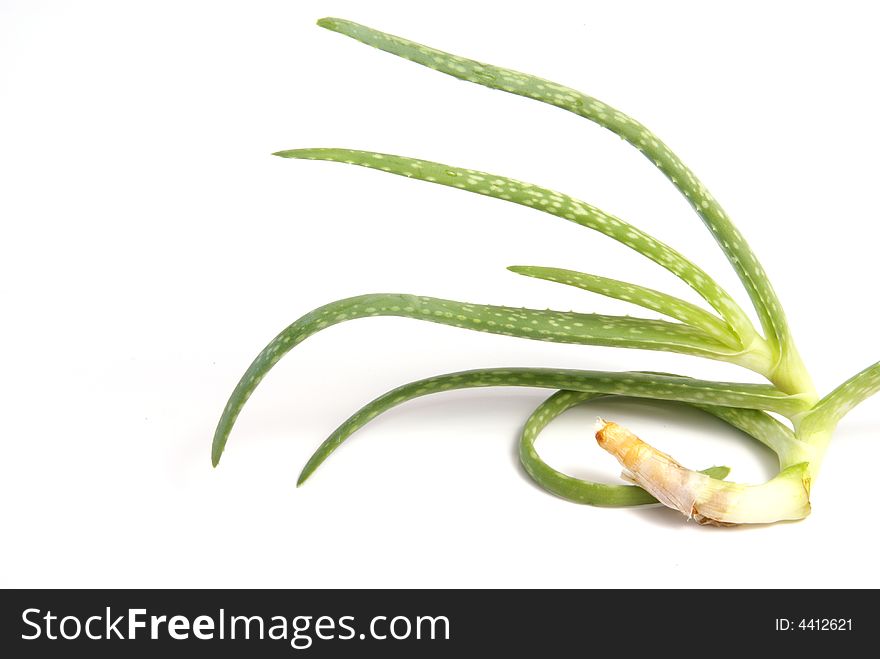 Small baby aloe vera plant with curled root over white