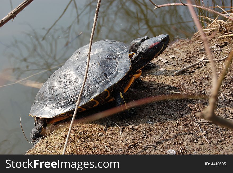 Two turtle going out of the watter