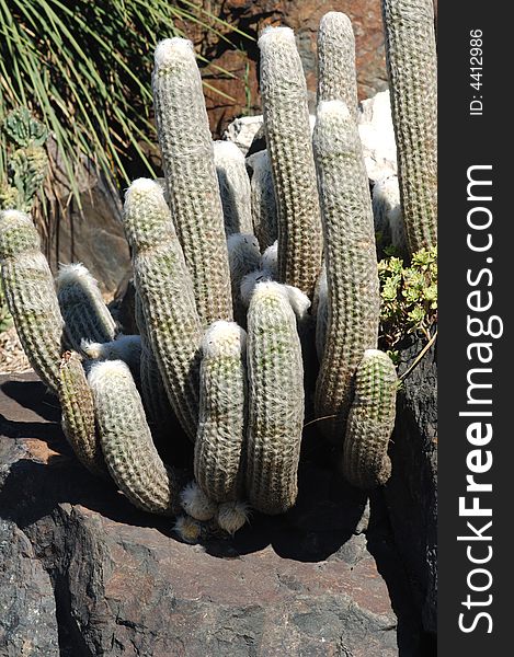 France, Nice, Parc Phenix: Cactus