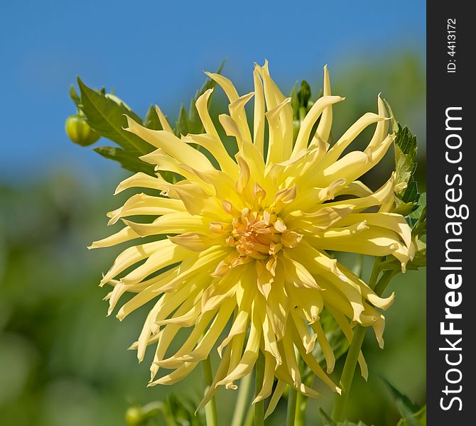 Larger yellow flower of dahlia. Larger yellow flower of dahlia