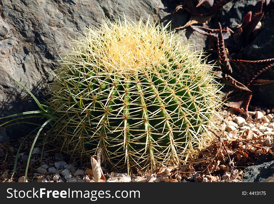 France, Nice, Parc Phenix: Echinocactus Grusonii