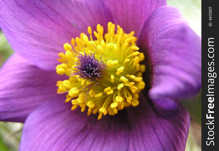 Violet flower in your garden