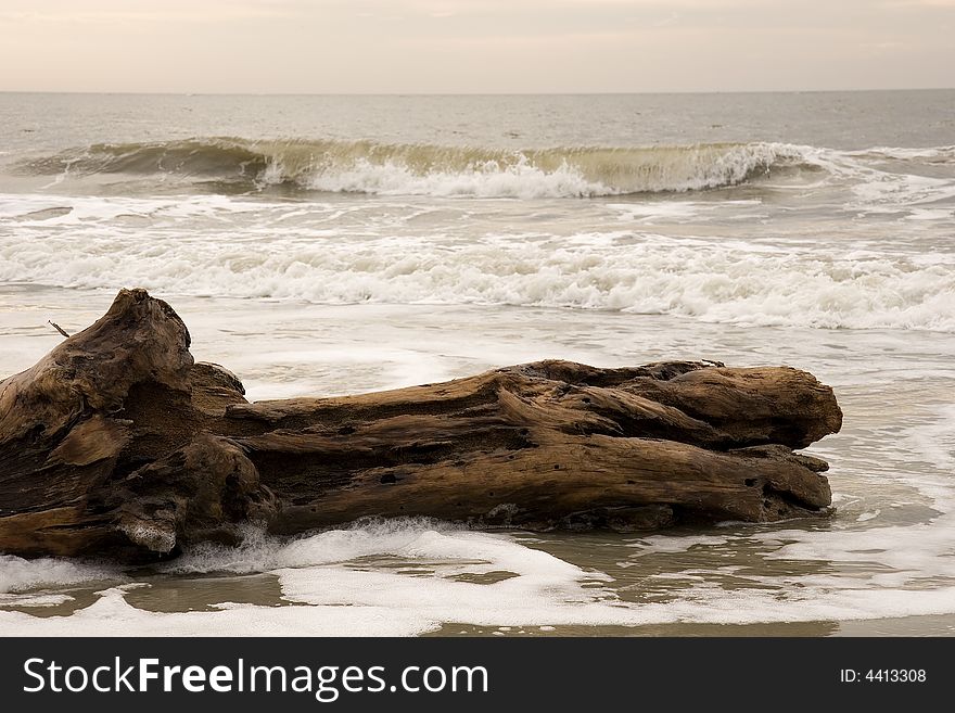 An old piece of log laying in the surf at the beach. An old piece of log laying in the surf at the beach
