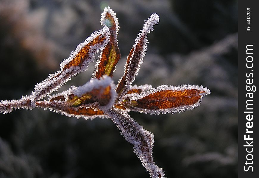 Frozen nature laves in winter time