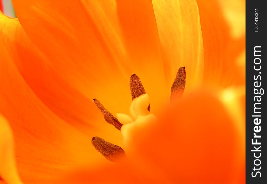 Orange tulip in your house