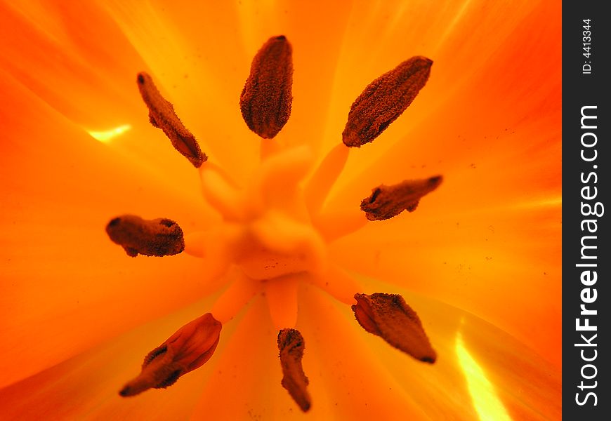 Orange tulip in your house