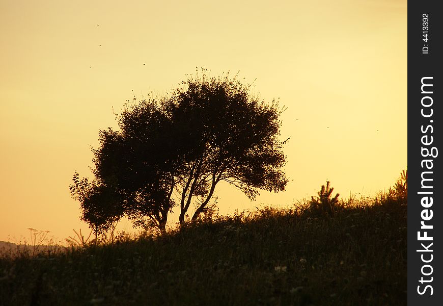 Tree in the sunset, nature. Tree in the sunset, nature