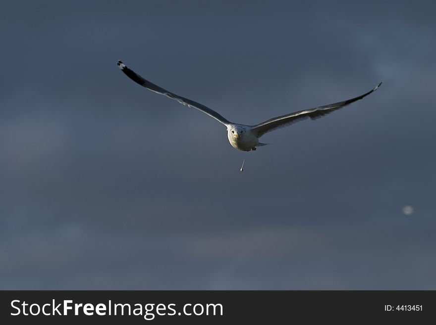 It was interesting for me to capture a seagull from front with all wings and both eyes and additional object (food) just dropping it. It was interesting for me to capture a seagull from front with all wings and both eyes and additional object (food) just dropping it..