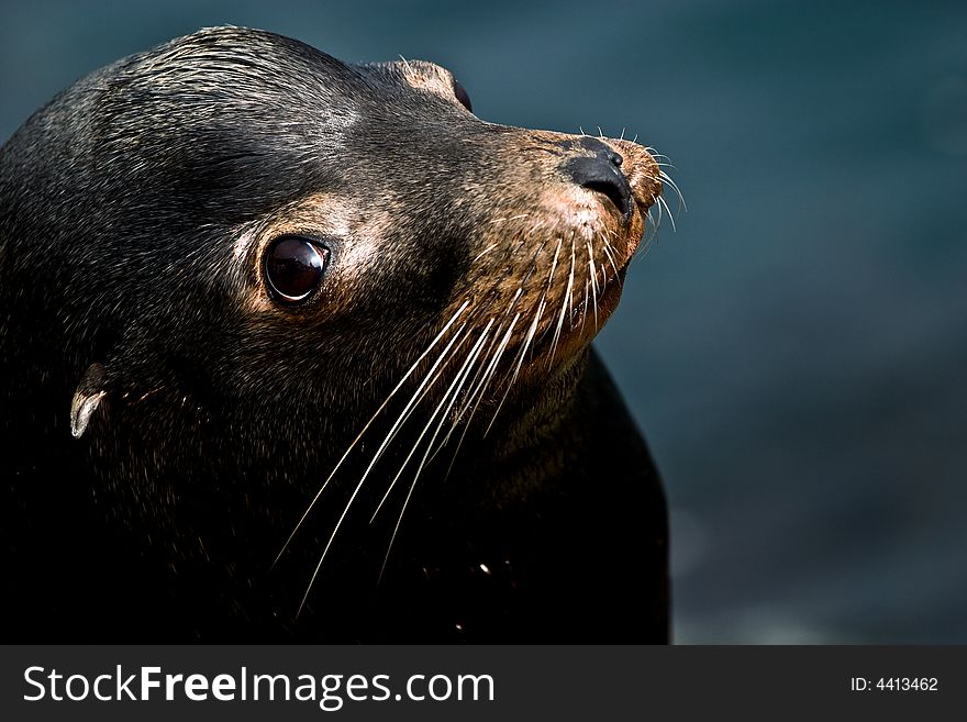 A friendly seal showed up on rocks one day, and posed for long time. A friendly seal showed up on rocks one day, and posed for long time...