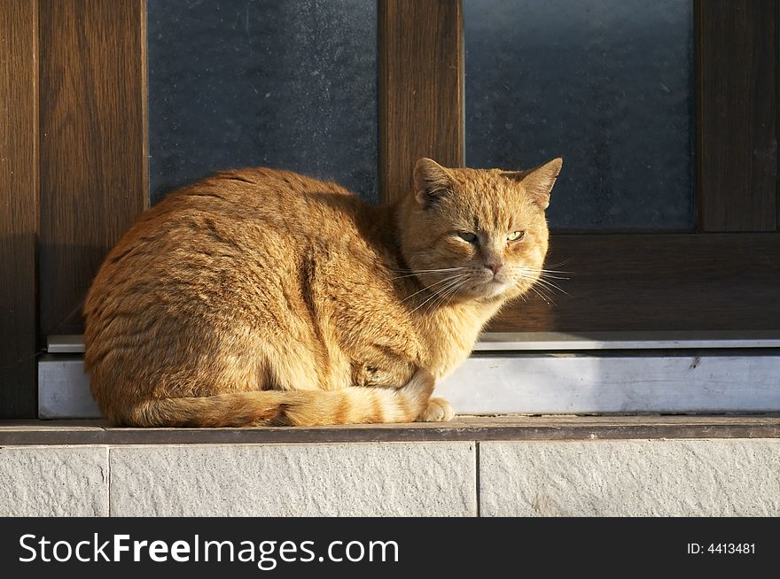 Red cat sitting in front of door