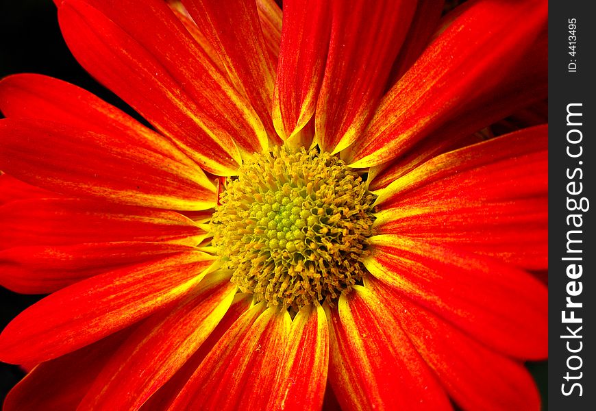 Red Daisy with yellow center part, looks like star. Red Daisy with yellow center part, looks like star