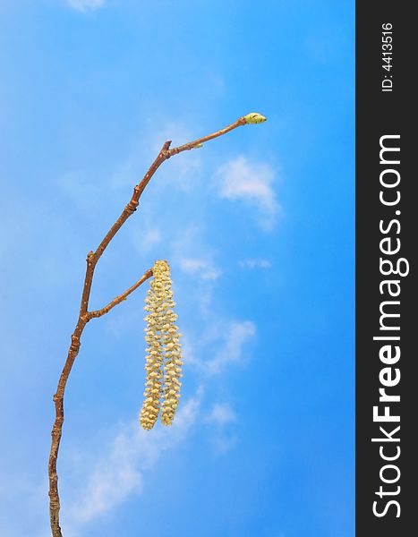 Hazel bud and catkins against blue sky. Hazel bud and catkins against blue sky