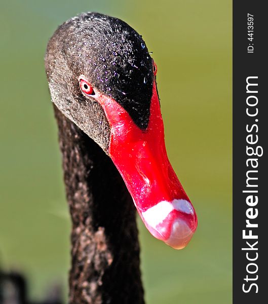 France, Nice: famous places, french riviera, Parc Phenix, Close-up of a black swan. France, Nice: famous places, french riviera, Parc Phenix, Close-up of a black swan