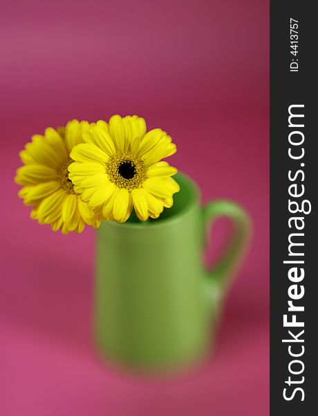 Yellow Gerbera Daisy