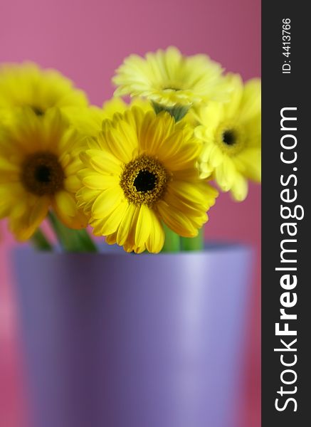 A pail full of yellow gerbera daises