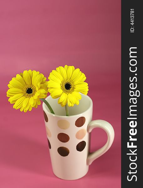 Yellow gerbera daises in a polka dot cup