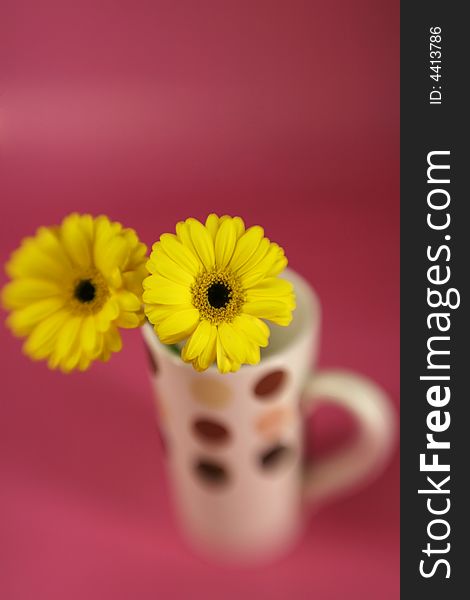 Yellow daises in a polka dot cup with special focus