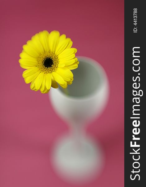 A yellow daisy with special focus technique