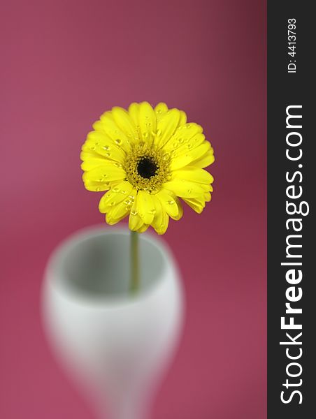 A yellow gerbera daisy with special effect focus. A yellow gerbera daisy with special effect focus
