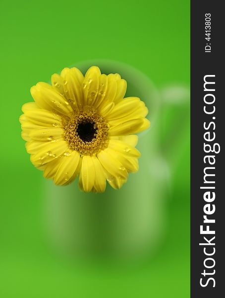 A yellow daisy with a green background and special focus. A yellow daisy with a green background and special focus