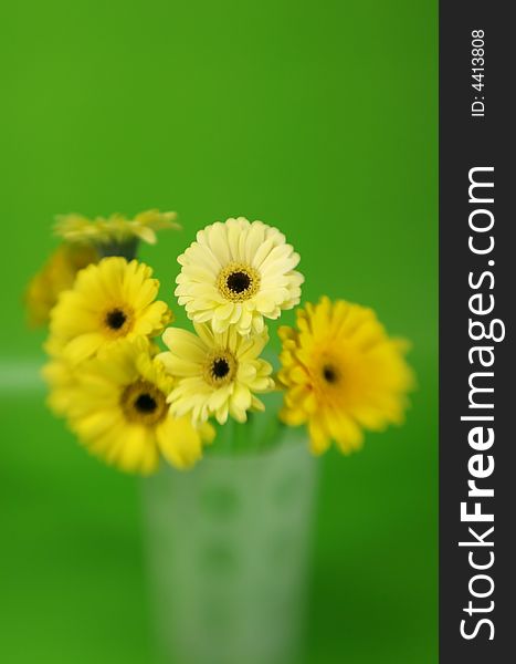 A bunch of yellow gerbera daises with special focus on a green background. A bunch of yellow gerbera daises with special focus on a green background