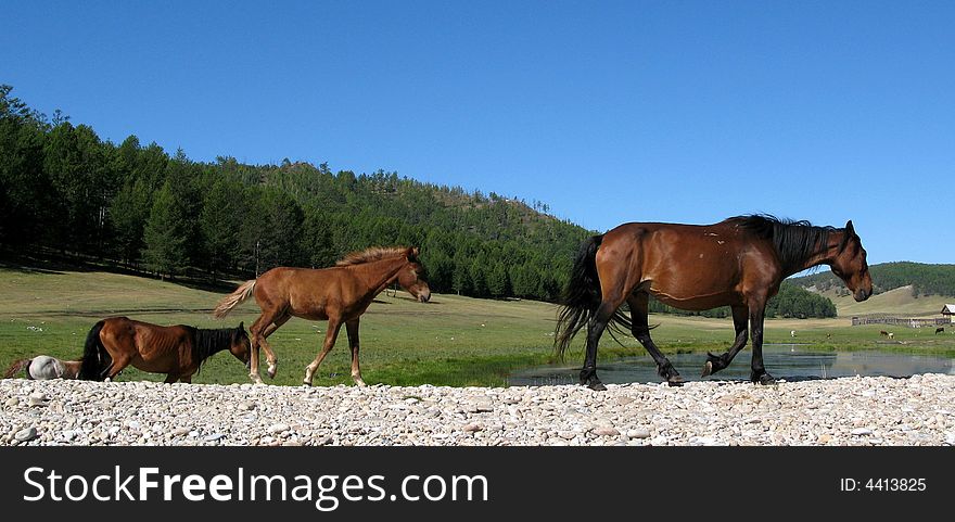 Horses are going to the water, it is hot summer.