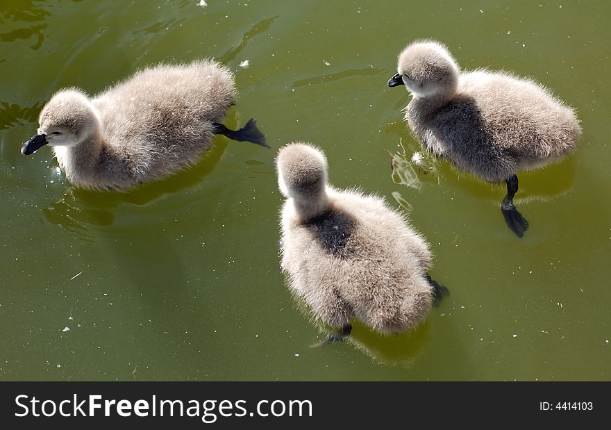 France, Nice: famous places, french riviera, Parc Phenix, Young black swan : cygnets. France, Nice: famous places, french riviera, Parc Phenix, Young black swan : cygnets