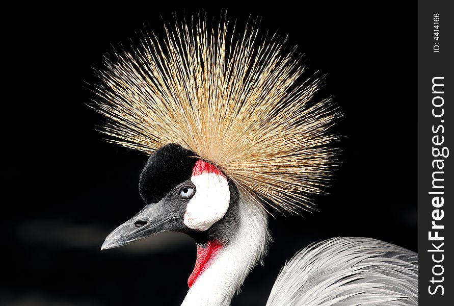 France, Nice: famous places, french riviera, Parc Phenix, African Grey Crowned Crane Balearica regulorum