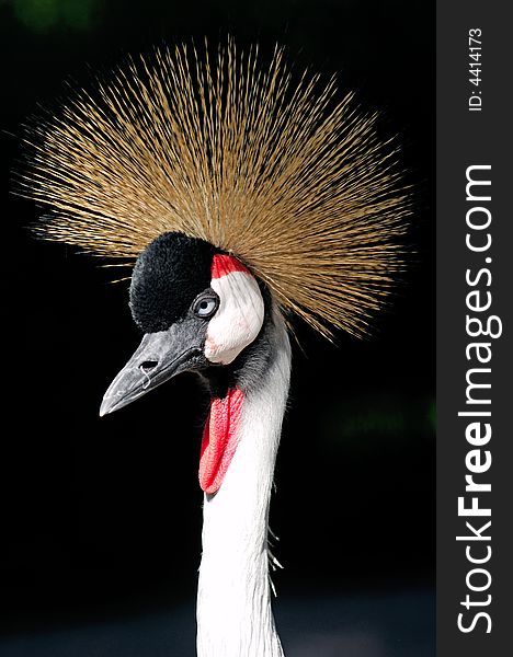 African Grey Crowned Crane Balearica regulorum