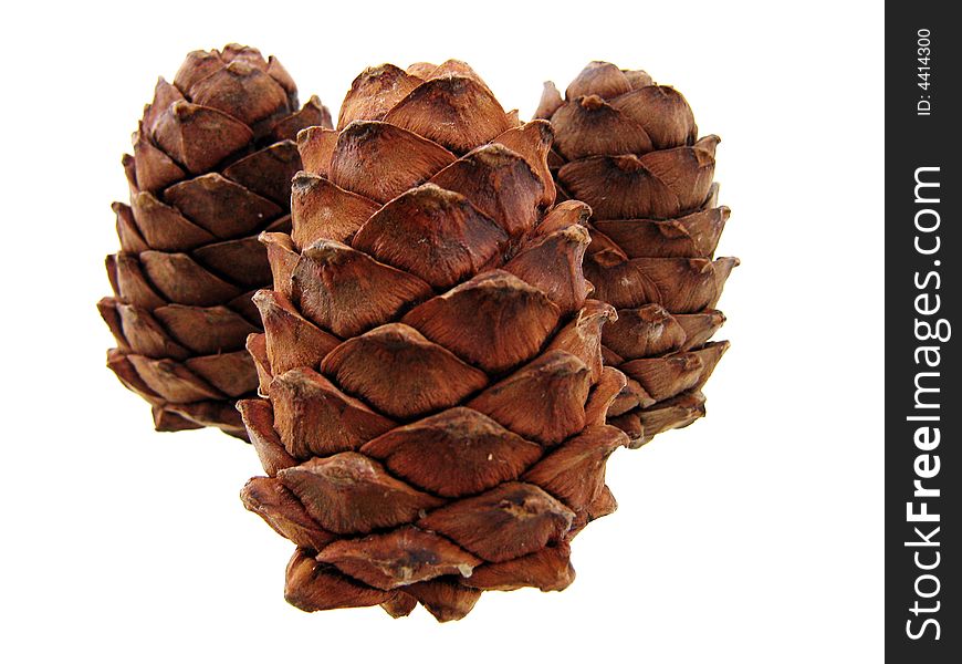 Pine cone isolated on white background. See my other cones.