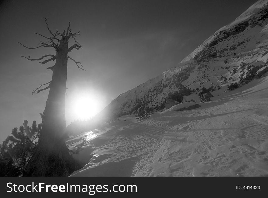 Withered tree in National Park Retezat, Romania