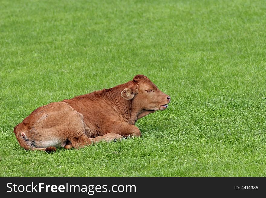 Brown calf in spring lying on the grass.