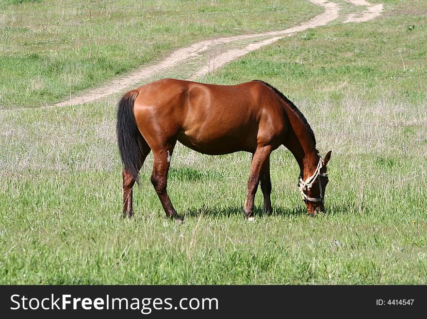 Grazed horse on a meadow