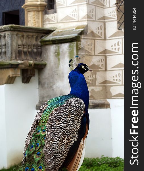 Peacock sitting in a castle wall