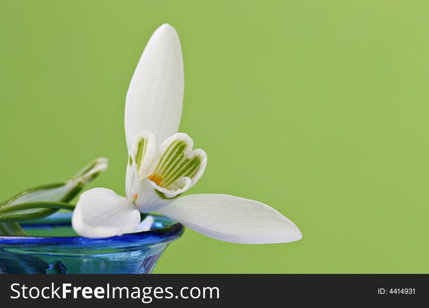 Single snowdrop with green background