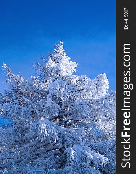 Fur-tree in a snow on a background of the blue sky. Fur-tree in a snow on a background of the blue sky