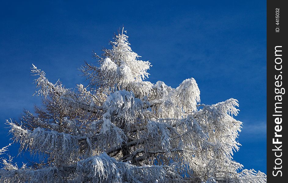 Fur-tree in a snow on a background of the blue sky. Fur-tree in a snow on a background of the blue sky