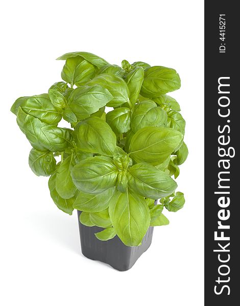 Fresh basil in a pot