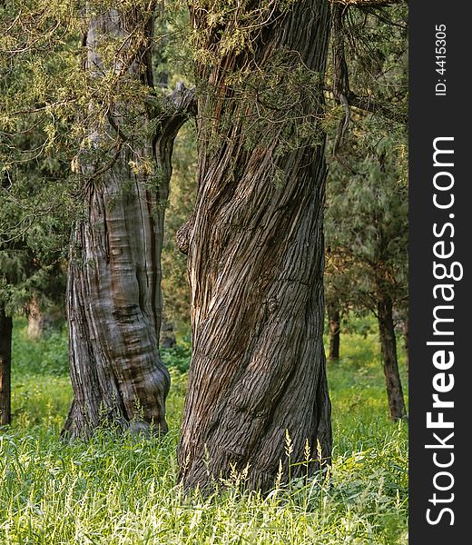 Twisted chinese tree