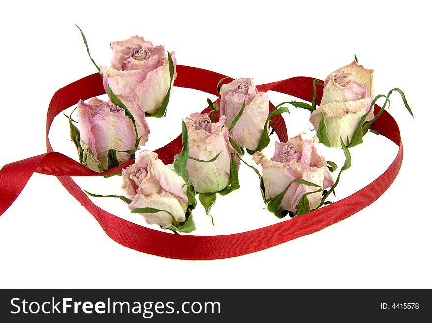 Dead Rosebuds Isolated on White