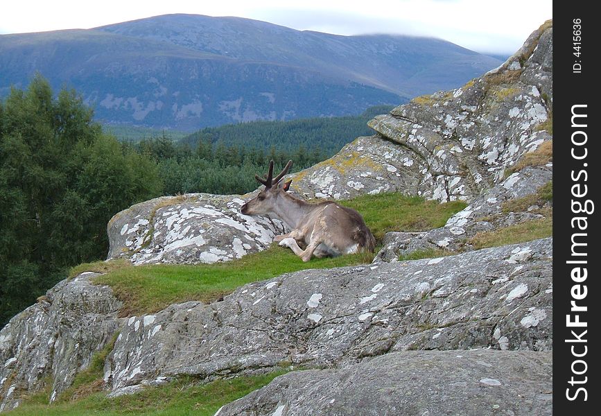 Young Reindeer seated in mountain with a view over the forest. Young Reindeer seated in mountain with a view over the forest.