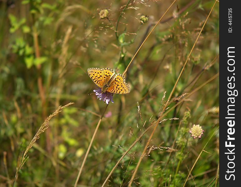 Yellow butterfly on small flower in meadow. Yellow butterfly on small flower in meadow