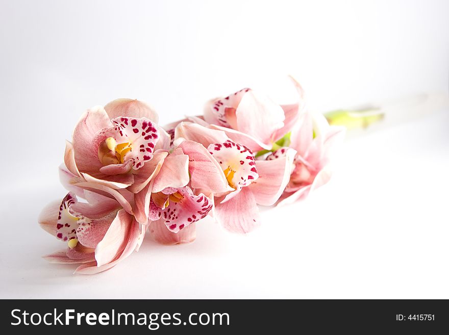 A pink orchid shot in a lightbox to give a white background and intense colour. A pink orchid shot in a lightbox to give a white background and intense colour.