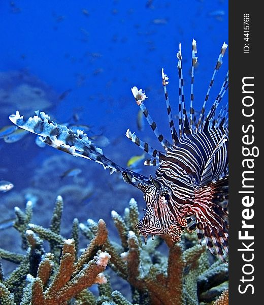 The Common Lionfish grows to 38 cm in length