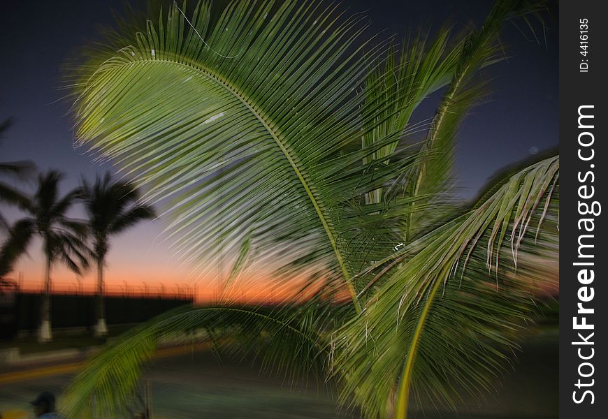 A beautiful palm tree in sunset. A beautiful palm tree in sunset