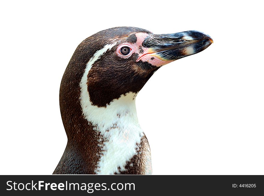 Isolated head of penguin in profile