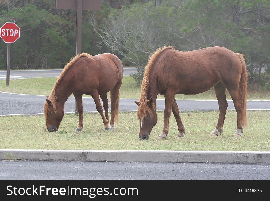 Wild Ponies on Assateague Island, Maryland, Grazing in a Parking Area